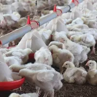Le poulet lourd non sexé fait un rattrapage spectaculaire de marges mais sans revenir au niveau d’avant Covid.