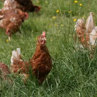 La filière œuf a deux ans d'avance sur son programme de mutation vers la production hors cage. © P. Le Douarin