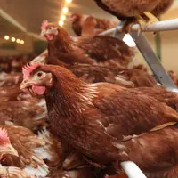 La charte sanitaire permet aux éleveurs signataires de percevoir des indemnités de l’État pour la perte de production et la décontamination du bâtimen