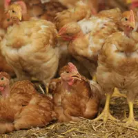 Les poulets colorés issus des lignées femelles Sasso sont de plus en plus présents en Afrique et Asie © P. Le Douarin