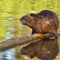 La remontée du niveau des cours d'eau, envahissant les terriers de ragondins notamment, peut propager les bactéries Leptospira dans les eaux.