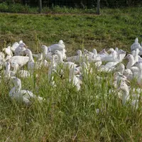 L'élevage du mulard en semi plein air optimise la proportion de rejets maîtrisables, tout en préservant les performances techniques des canards prêts
