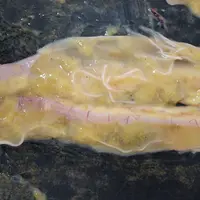 Les Ascaridia peuvent provoquer des pertes de poids, voire obstruer le tube digestif lors d'infestations sévères.  © J.-M. Repérant/Anses