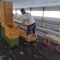 La déchargement des poussins nécessite trois personnes durant 1,5 h pour deux poulaillers de 1000 m2. L’éleveur rentre le chariot et retire les papier