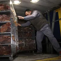 Le risque zéro pou rouge n'existe pas pour le transport, surtout si le matériel sert aussi au transport des poules de réforme.