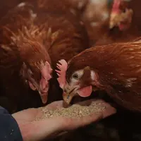 La consommation alimentaire d’une poule peut brutalement baisser dès que la température maximale se maintient au-dessus de 25 °C.