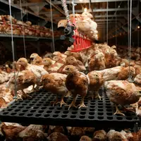 Administrables par l’eau de boisson, les vaccins vivants sont plus aisés à distribuer en élevage de poulettes.
