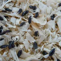 Certaines populations de ténébrions peuvent être complétement résistantes à la Béta cyfluthrine, qui a été abondamment utilisée dans le passé.