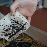 Le système digestif du ténébrion adulte dégrade en partie le polystyrène, sans doute via des bactéries spécialisées, mais l’insecte n’en tire aucun bé