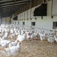 Faute de réglementation française encadrant l’utilisation du préau, ce sont des cahiers des charges d’organisations de production qui font référence.