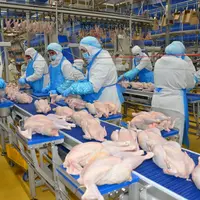 Bridage des poulets bio préalablement calibrés. 40 % des poulets sont commercialisés en entier.