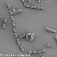 Bactéries Enterococcus cecorum en microscopie électronique à balayage. Six gènes déterminent l’origine clinique d’une souche dans 94 % des cas.
