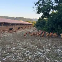 Le lot de poulets jaunes bio vaccinés a nécessité des traitements de l’eau de boisson pour cause d’entérite et de coccidiose. Le lot utilisant Forcix