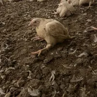 Un poulet "à bascule" typique d'une boiterie pouvant faire penser à E. Cecorum
