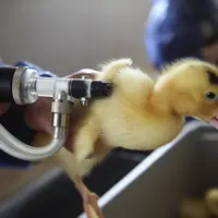 vaccination d'un caneton