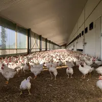 Poulets Hubbard JA 757 aux Pays-Bas. Le poulet du référentiel ECC/BCC se situe entre le poulet label Rouge français (plein air et durée d'élevage diff
