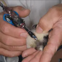 Vaccination d'un poussin.