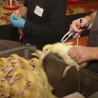Observée par le monde entier de l’aviculture, la France n’a pas le droit à l’erreur et doit réussir sa campagne de vaccination influenza.