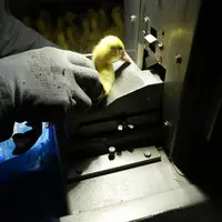 L'automate est plus précis que la vaccination manuelle mais impose un calibre de canetons.