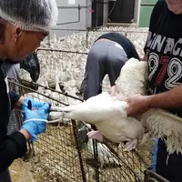 Canes de Barbarie vaccinées à 24 semaines début octobre. L'inconvénient de ce protocole est d'intervenir en plein pic de ponte pour le rappel.