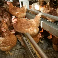 Les dommages du bréchet sous-estimés en poule pondeuse