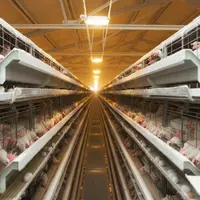 Élevage en cage typique des fermes de ponte ukrainiennes. Selon l’Itavi, en 2022 le coût de production des œufs ukrainiens était inférieur d’environ 3