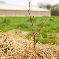 Le paillage évite aux graminées de coloniser le pied de l’arbre et d’entrer en compétition pour l’eau et les nutriments.
