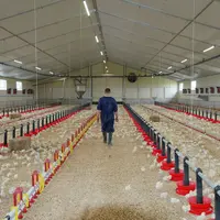 Eleveur dans poulailler bâtiment poulet