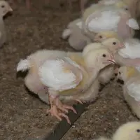 poulet lourd sur perchoir