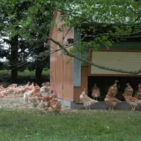 poulet fermier vente directe morbihan parcours petits bâtiments mobiles