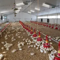 poussins de chair poulailler adapté à la gamme standard