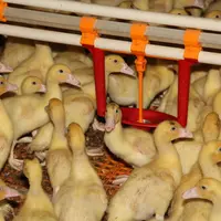 canard de barbarie