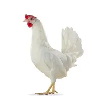 poule pondeuse souche Babcock White sélectionneur Hendrix