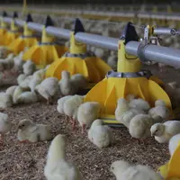 Formuler l'aliment des poulets avec pas ou moins de tourteau de soja impose l'usage d'additifs pour maintenir les performances.