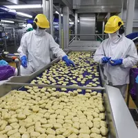 L’usine Cargill fabrique 40 000 tonnes de produits panés, avec 250 personnes se relayant nuit et jour, sauf le week-end.