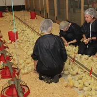 De jeunes stagiaires du Centre Avipole Formation sur la station avicole de Ploufragan