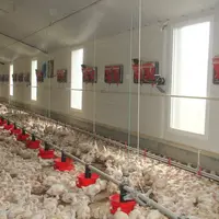 Poulets chez un éleveur d'Univol équipé en lumière naturelle en 2018. En 2025, la moitié des poulaillers sera en lumière naturelle.