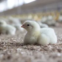 En 2022, le poulet lourd non sexé a encore amélioré sa marge brute (+88 en deux ans), dépassant même le lourd sexé.