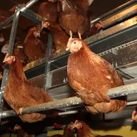 poule pondeuse souche brune en volière