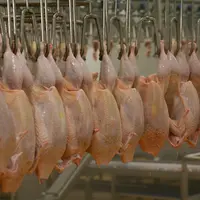 Regagner de la souveraineté alimentaire passe par un engagement fort de la filière poulet et par un soutien clairement affiché des pouvoirs publics