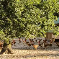 Poulets label à cou nu élevés en liberté dans la forêt landaise.