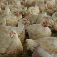Poulets en situation de risque coup de chaleur. Le nombre de jours à risque thermique extrême va s’accroître fortement dans la décennie 2030, si les m