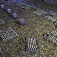 La disposition des alvéoles a été guidée par la vérification des températures de surface des œufs par les Ovoscans, les boîtiers noirs posés sur les a