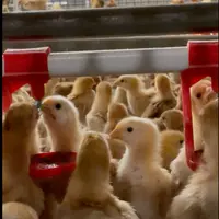 La vaccination par l'eau de boisson de poulettes d'une à deux semaines demande davantage de technicité.