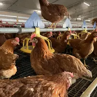 Les poules du groupe d'élevages ayant les meilleures performances disposent de davantage d'espace pour circuler autour de l'assiette.
