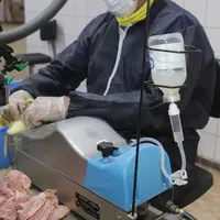 Injection au couvoir d'un vaccin influenza à un caneton Barbarie, par voie intramusculaire.