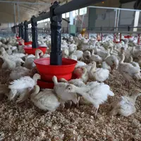 Par rapport aux recommandations nutritionnelles d'Aviagen Turkeys, la production française aurait tendance à être moins dense en lysine et plus chargé