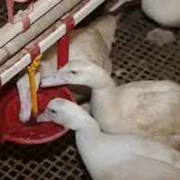 Vers 14 jours, la ligne d’abreuvement centrale est renversée à 180° pour permettre le trempage du bec des canards.
