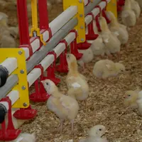 La ligne d'eau est à la bonne hauteur. Une ligne trop basse pousse le poussin à se contorsionner ou à boire sur le côté, avec le risque de gouttes tom