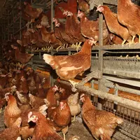 Bien que la règlementation salmonelle en filière ponte soit unique, chaque acteur a sa propre lecture du risque représenté par les salmonelles et de l